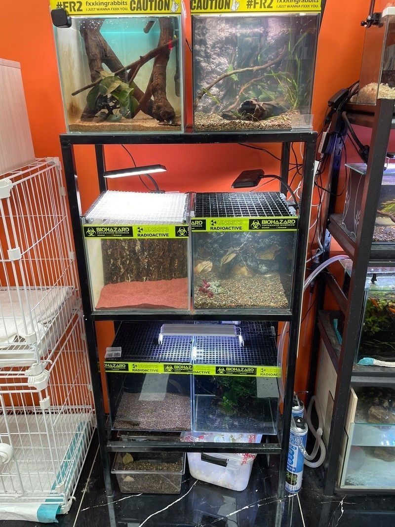 群養雷龍魚需要哪些設備：養雷龍魚需要準備什么設備 群養雷龍魚需要哪些設備：養雷龍魚需要準備什么設備 龍魚百科 第4張