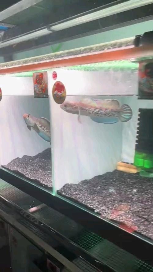 群養雷龍魚需要哪些設備：養雷龍魚需要準備什么設備 群養雷龍魚需要哪些設備：養雷龍魚需要準備什么設備 龍魚百科 第7張