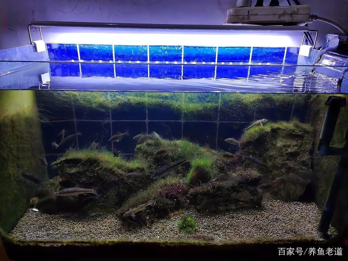 清洗后如何恢復魚缸生態？：清洗后如何恢復魚缸生態