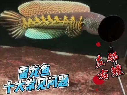 如何預防雷龍魚再次燒鰭？：雷龍魚十大常見疾病及治療方法指南 如何預防雷龍魚再次燒鰭？：雷龍魚十大常見疾病及治療方法指南 龍魚百科 第9張