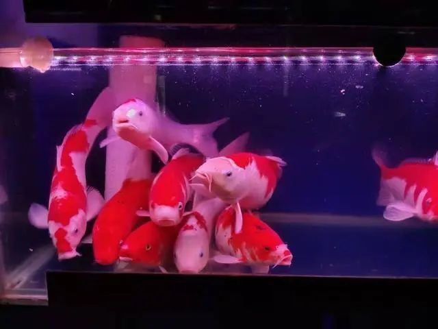 龍魚晚上撞缸是為什么？：養魚小藝龍魚撞缸原因大揭秘龍魚為什么會撞缸