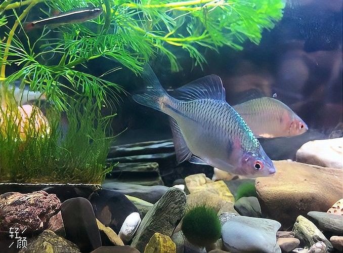 哪些魚可以和虎魚混養？：虎魚、飛鳳魚、皇冠三間最合適