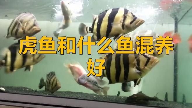 哪些魚可以和虎魚混養？：虎魚、飛鳳魚、皇冠三間最合適