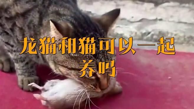 龍貓和寵物貓打架怎么辦？：龍貓與寵物貓打架怎么辦