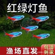 馬鞍山還有哪些觀賞魚市場：馬鞍山可以觀賞到的魚類種類：金魚、錦鯉、鯽魚、斗魚、斗魚