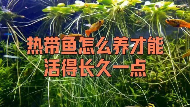 馬鞍山還有哪些觀賞魚市場：馬鞍山可以觀賞到的魚類種類：金魚、錦鯉、鯽魚、斗魚、斗魚