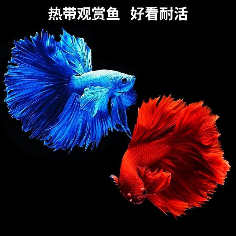 馬鞍山還有哪些觀賞魚市場：馬鞍山可以觀賞到的魚類種類：金魚、錦鯉、鯽魚、斗魚、斗魚