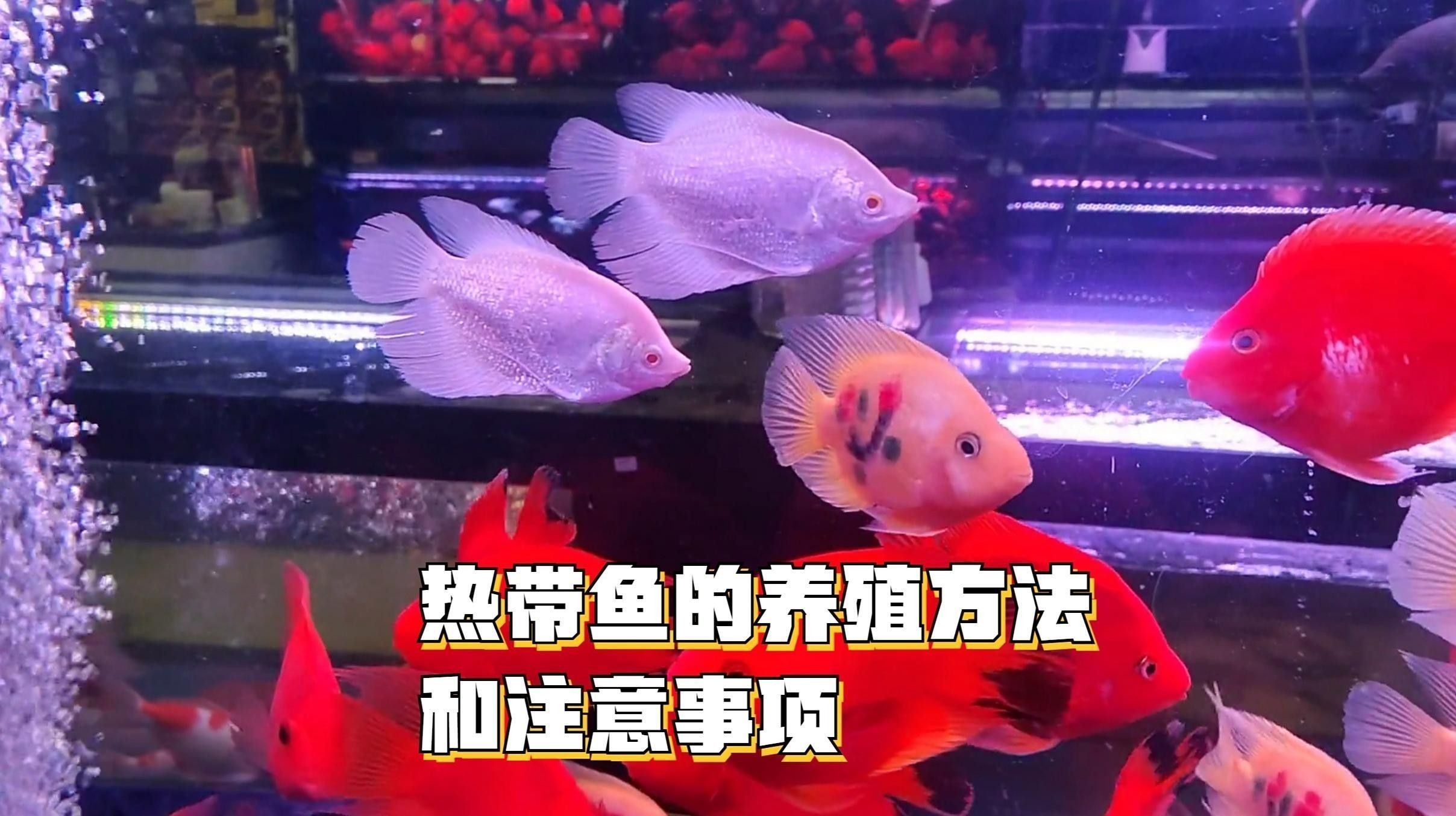 馬鞍山還有哪些觀賞魚市場：馬鞍山可以觀賞到的魚類種類：金魚、錦鯉、鯽魚、斗魚、斗魚