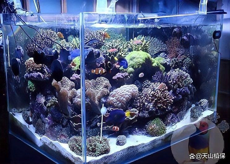 馬鞍山還有哪些觀賞魚市場：馬鞍山可以觀賞到的魚類種類：金魚、錦鯉、鯽魚、斗魚、斗魚
