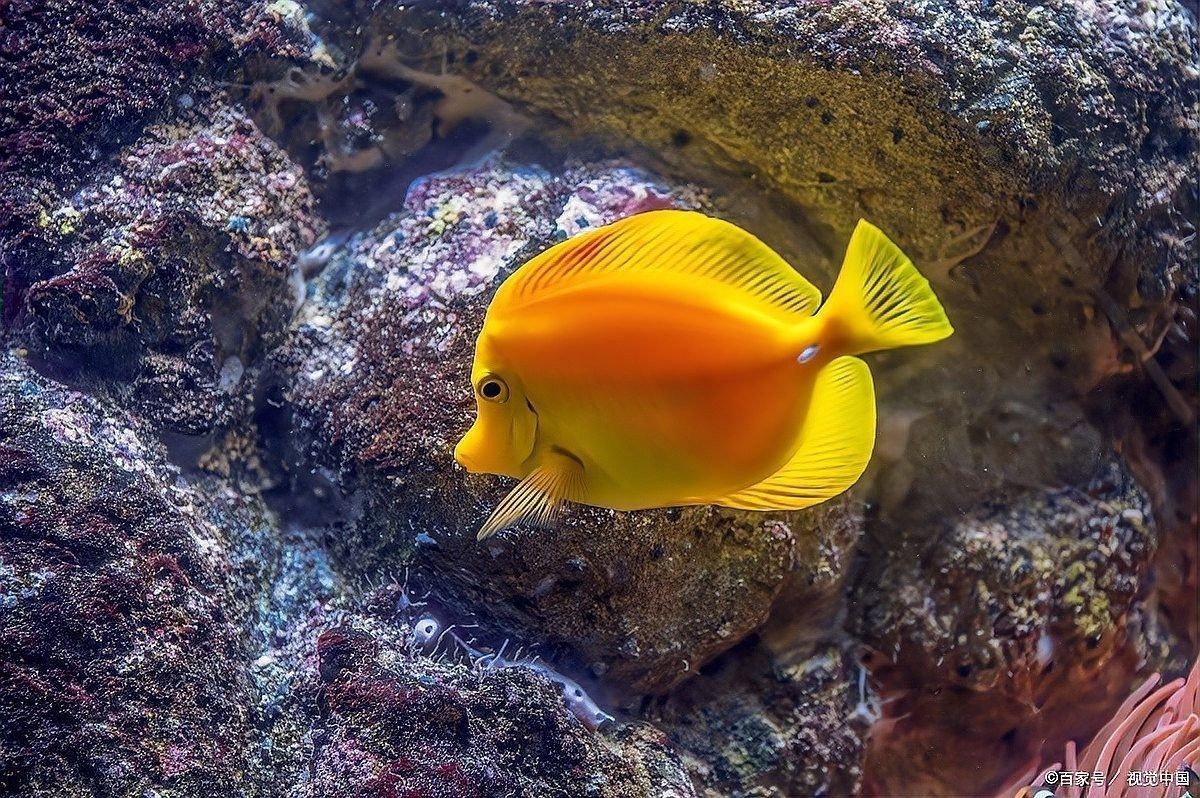 馬鞍山還有哪些觀賞魚市場：馬鞍山可以觀賞到的魚類種類：金魚、錦鯉、鯽魚、斗魚、斗魚