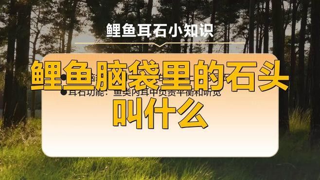 耳石年輪能記錄哪些環境信息？：關于耳石年輪的知識