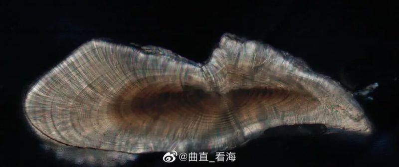 耳石年輪能記錄哪些環境信息？：關于耳石年輪的知識