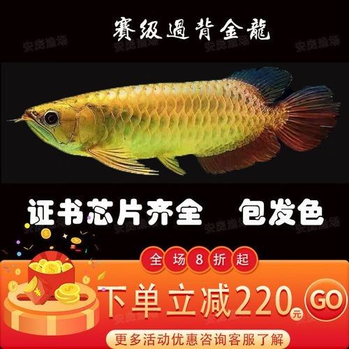 如何判斷藍底紅龍魚的品相：判斷藍底紅龍魚品相的幾個關鍵指標