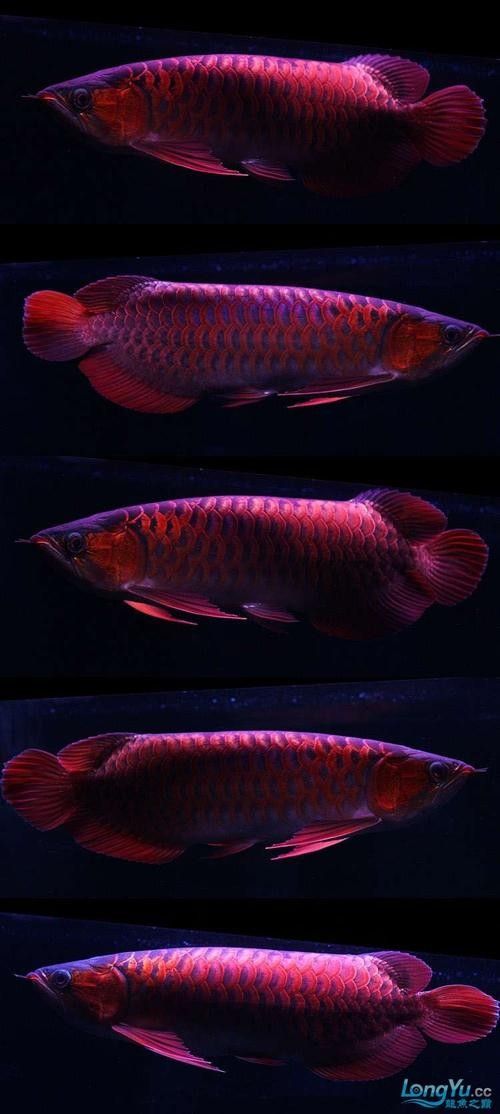 如何判斷藍底紅龍魚的品相：判斷藍底紅龍魚品相的幾個關鍵指標