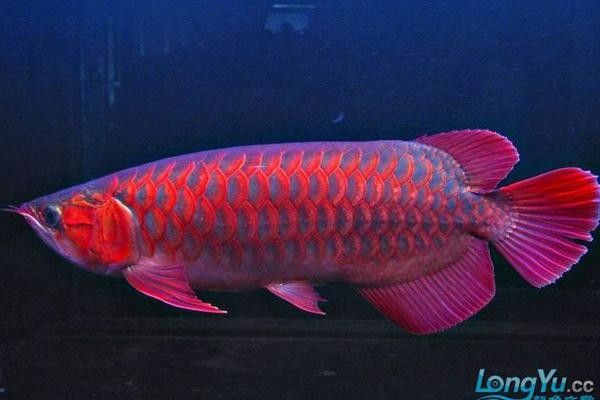 如何判斷藍底紅龍魚的品相：判斷藍底紅龍魚品相的幾個關鍵指標