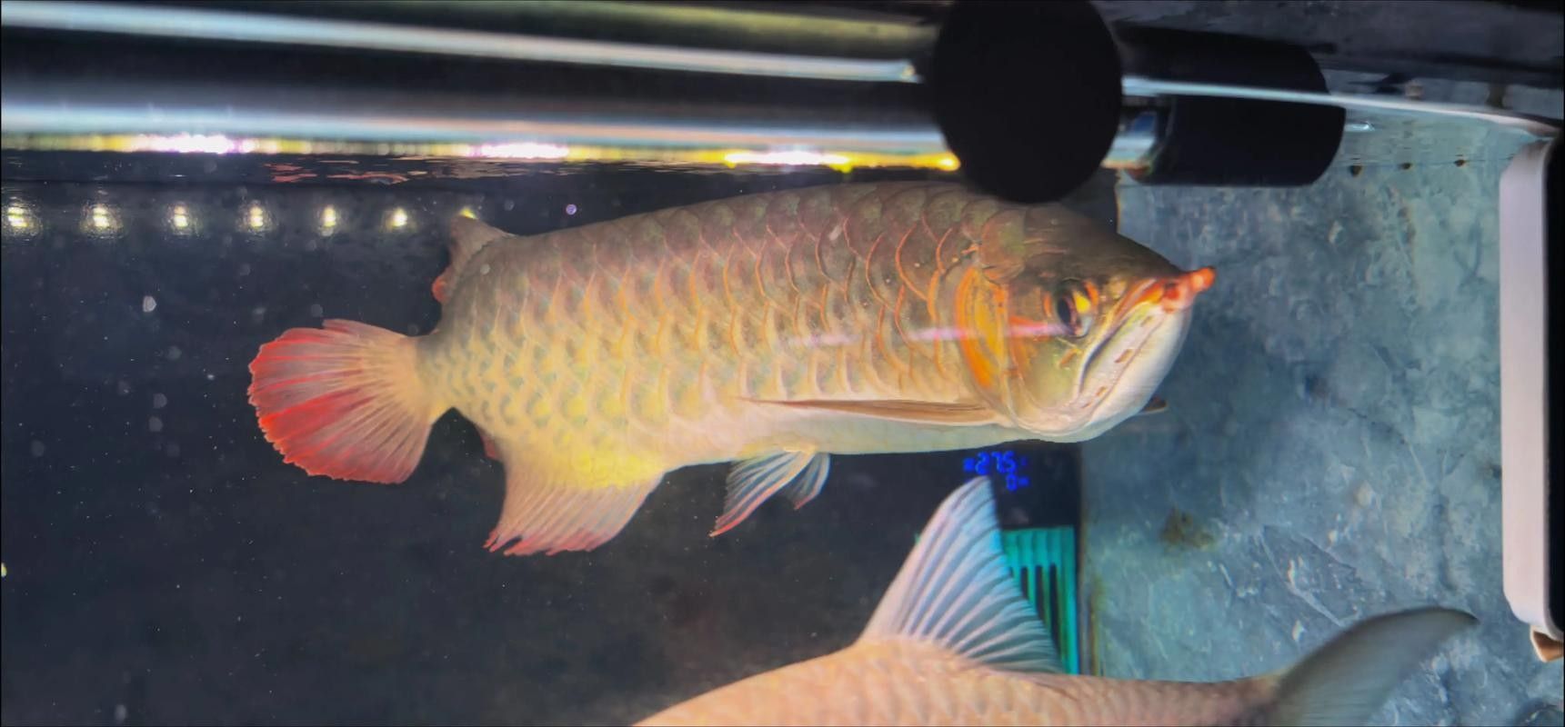 如何判斷藍底紅龍魚的品相：判斷藍底紅龍魚品相的幾個關鍵指標