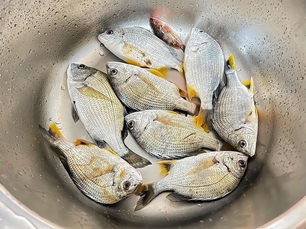 古龍魚飼料過期后還能喂嗎：老釣友私藏的3招變廢為寶，省錢了還爆護仟小魚釣魚