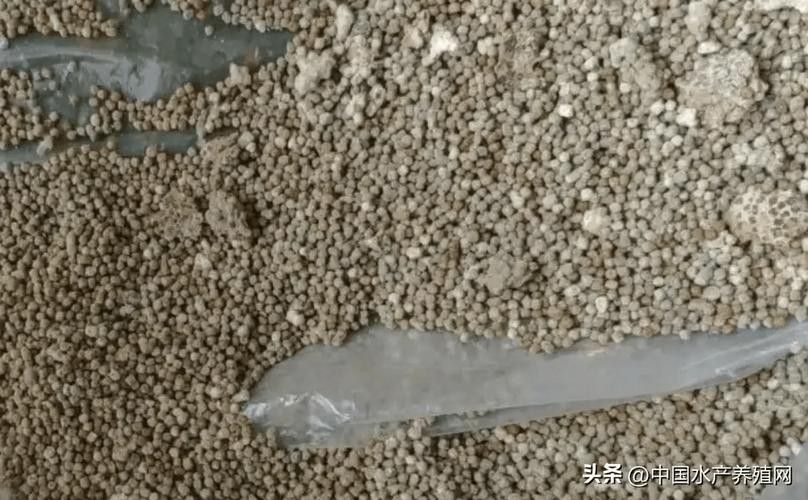 古龍魚飼料過期后還能喂嗎：老釣友私藏的3招變廢為寶，省錢了還爆護仟小魚釣魚