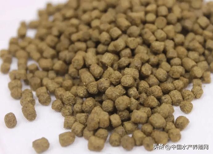 古龍魚飼料過期后還能喂嗎：老釣友私藏的3招變廢為寶，省錢了還爆護仟小魚釣魚