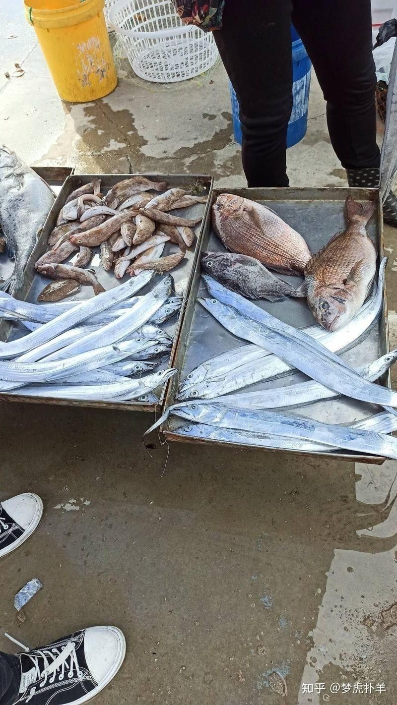 古龍魚飼料過期后還能喂嗎：老釣友私藏的3招變廢為寶，省錢了還爆護仟小魚釣魚