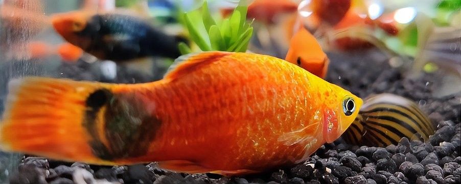 古龍魚飼料過期后還能喂嗎：老釣友私藏的3招變廢為寶，省錢了還爆護仟小魚釣魚
