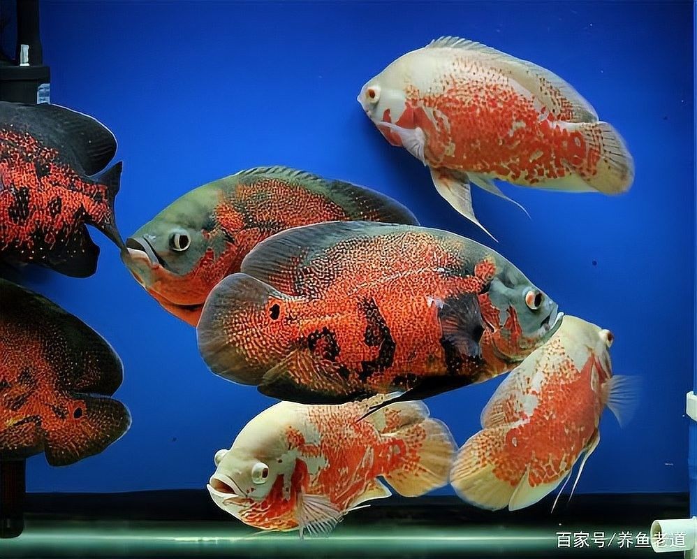 如何判斷虎魚和金龍魚是否相處融洽：如何判斷虎魚和金龍魚是否能夠相處融洽？ 如何判斷虎魚和金龍魚是否相處融洽：如何判斷虎魚和金龍魚是否能夠相處融洽？ 龍魚百科 第3張