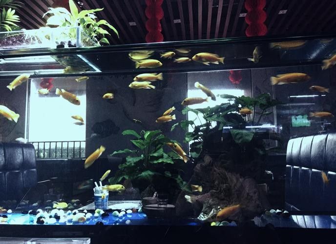 推薦一些潮州的水族店：潮州市值得推薦的幾家水族店，不僅提供多樣化的魚類和水生動物