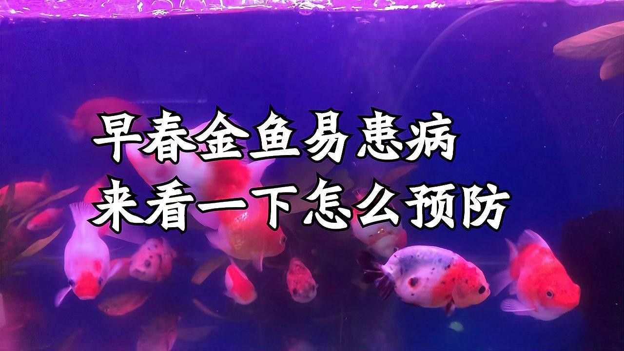 如何預防草金魚患病？：小魚缸養小金魚注意這幾點就能養好金魚的健康和長壽