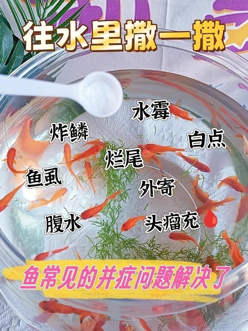 如何預防草金魚患病？：小魚缸養小金魚注意這幾點就能養好金魚的健康和長壽