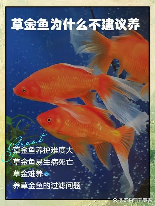 如何預防草金魚患病？：小魚缸養小金魚注意這幾點就能養好金魚的健康和長壽