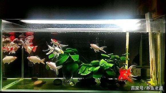 如何預防草金魚患病？：小魚缸養小金魚注意這幾點就能養好金魚的健康和長壽