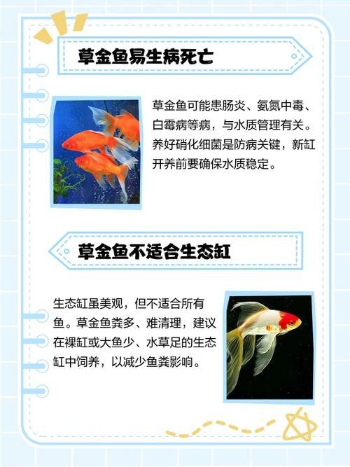 如何預防草金魚患病？：小魚缸養小金魚注意這幾點就能養好金魚的健康和長壽
