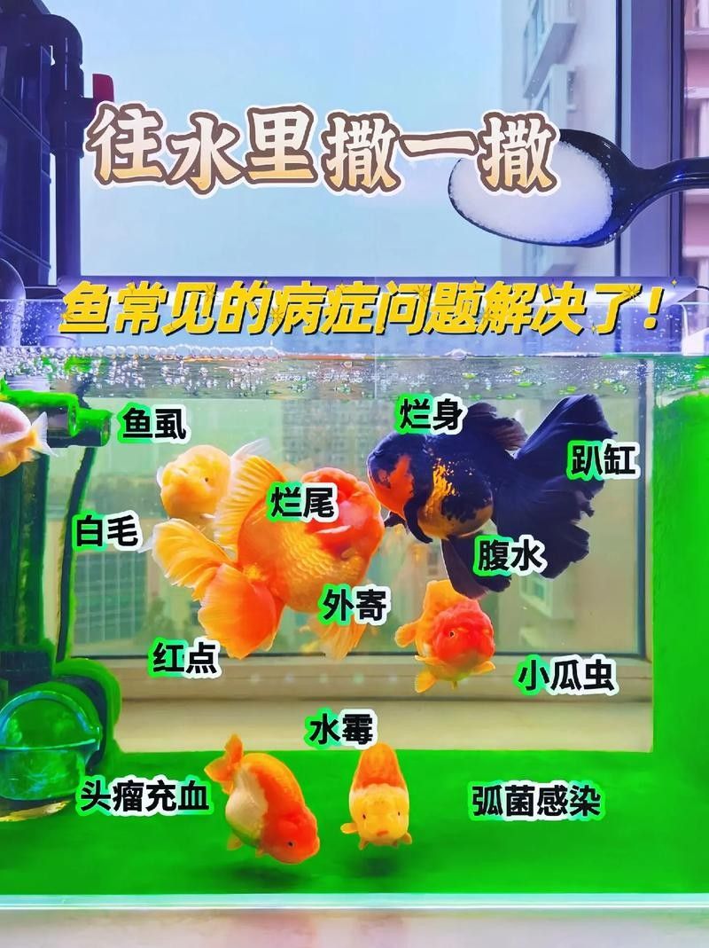 如何預防草金魚患病？：小魚缸養小金魚注意這幾點就能養好金魚的健康和長壽