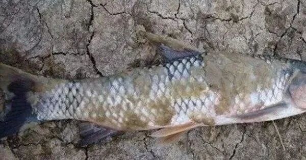 如何預防草金魚患病？：小魚缸養小金魚注意這幾點就能養好金魚的健康和長壽