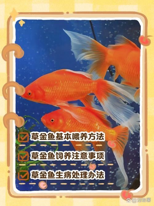 如何預防草金魚患病？：小魚缸養小金魚注意這幾點就能養好金魚的健康和長壽