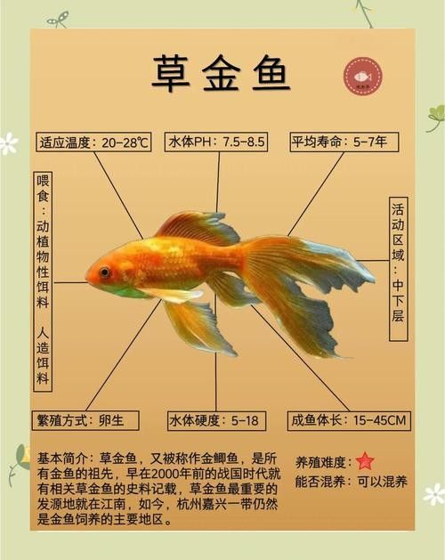 如何預防草金魚患病？：小魚缸養<strong><mark>小金</mark></strong>魚注意這幾點就能養好金魚的健康和長壽