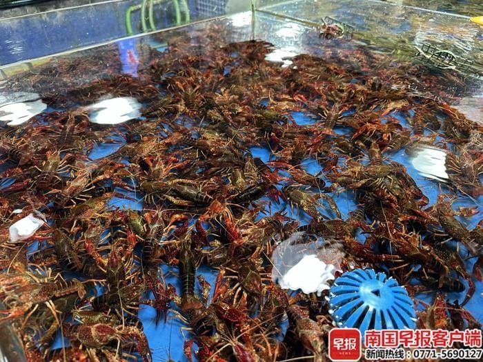 藍(lán)龍魚的市場(chǎng)價(jià)格波動(dòng)大嗎：藍(lán)龍魚市場(chǎng)價(jià)格波動(dòng)較小主要受以下因素影響