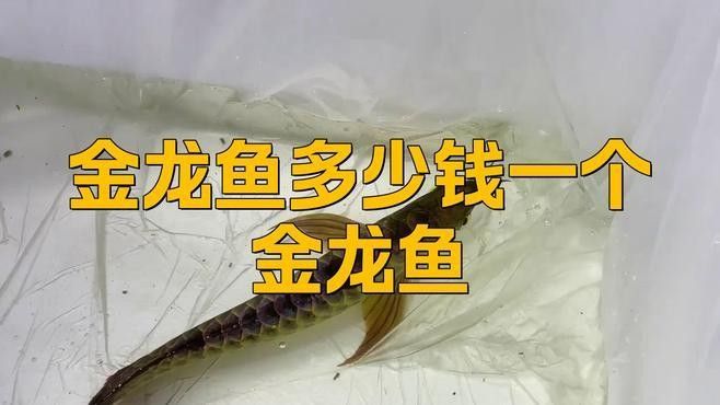 金龍魚過背和高背哪個更稀有：金龍魚中的“過背”和“高背”有什么區別？