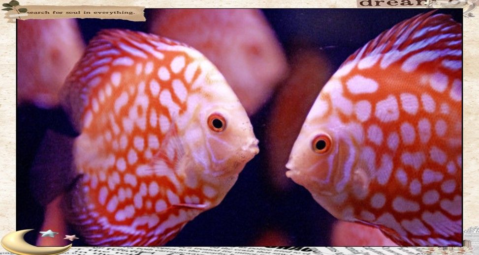 如何判斷兩種魚是否適合混養(yǎng)：兩種觀賞魚是否適合混養(yǎng)，需要綜合考慮多種因素