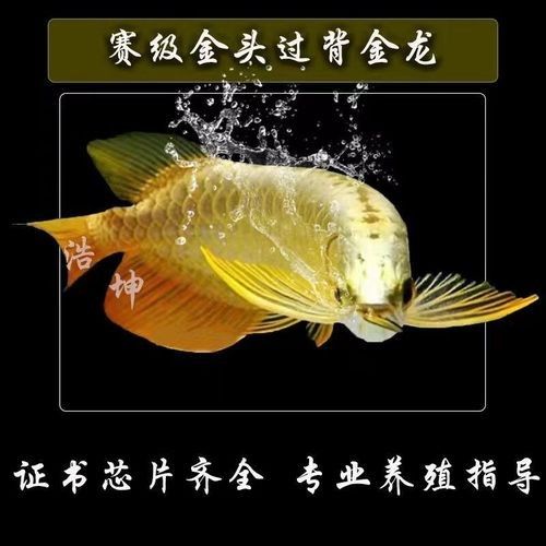金龍魚金頭過背的價格是多少：金頭過背金龍魚多少錢一個金龍魚值多少錢一個