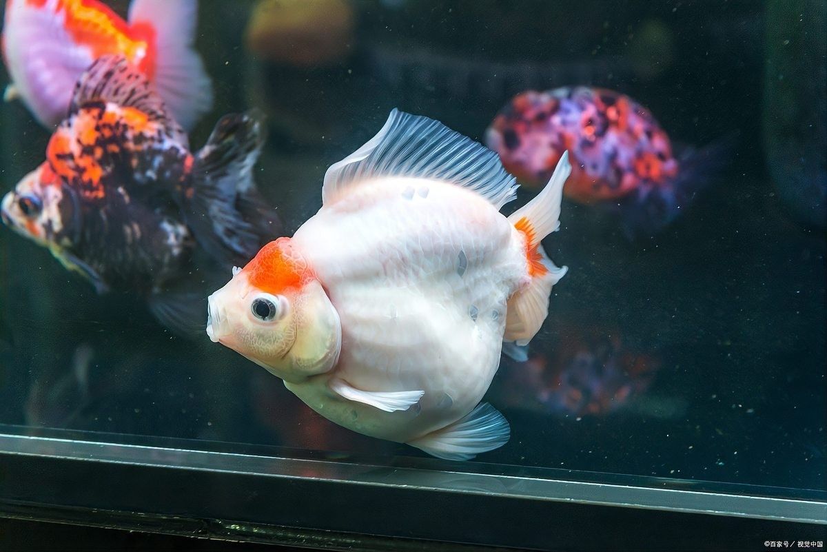 藍龍魚和紅龍魚哪個壽命更長：紅龍魚的壽命多長紅龍魚怎么養最好紅龍魚壽命多長 藍龍魚和紅龍魚哪個壽命更長：紅龍魚的壽命多長紅龍魚怎么養最好紅龍魚壽命多長 龍魚百科 第4張