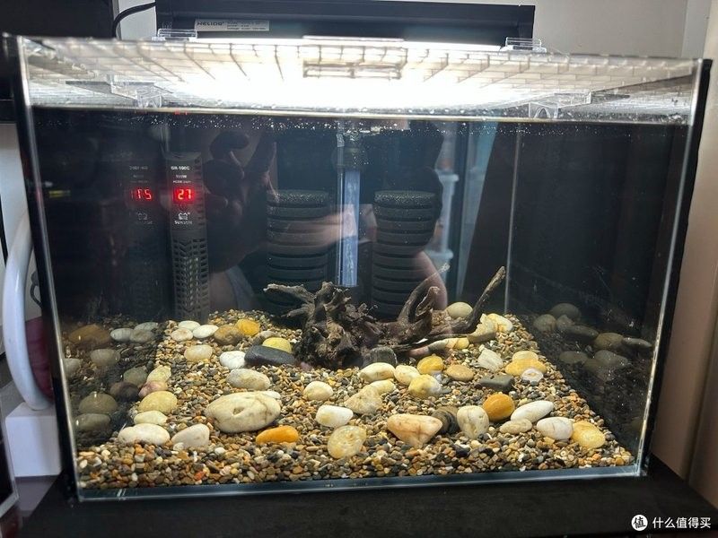 火背雷龍魚(yú)需要多大的魚(yú)缸：火背雷龍魚(yú)理想魚(yú)缸大小應(yīng)該在其體長(zhǎng)的2到3倍之間