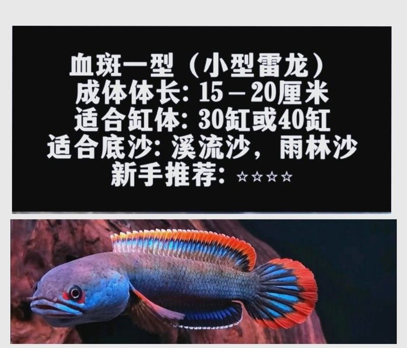 火背雷龍魚(yú)需要多大的魚(yú)缸：火背雷龍魚(yú)理想魚(yú)缸大小應(yīng)該在其體長(zhǎng)的2到3倍之間