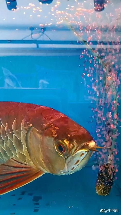 給我推薦一些高清大紅龍魚壁紙：高清大紅龍魚壁紙