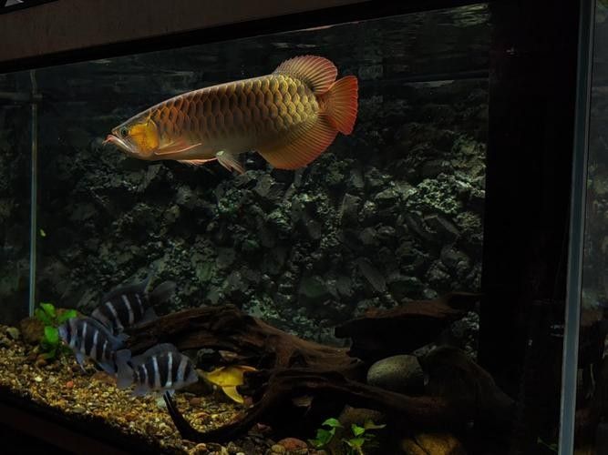 給我推薦一些高清大紅龍魚壁紙：高清大紅龍魚壁紙