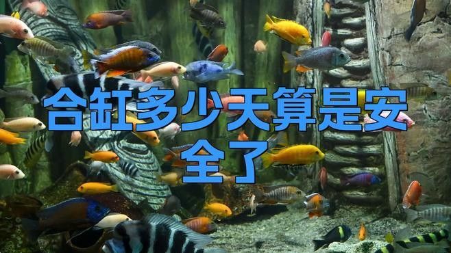 混養(yǎng)初期需要觀察多久？：混養(yǎng)初期的觀察時(shí)間