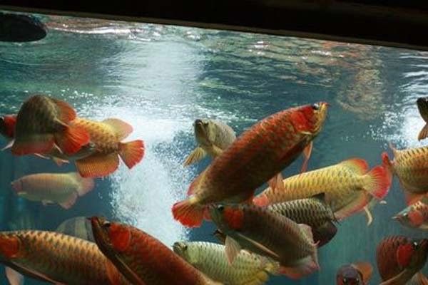 黃金龍魚可以混養嗎：黃金龍魚可以與其他魚類混養