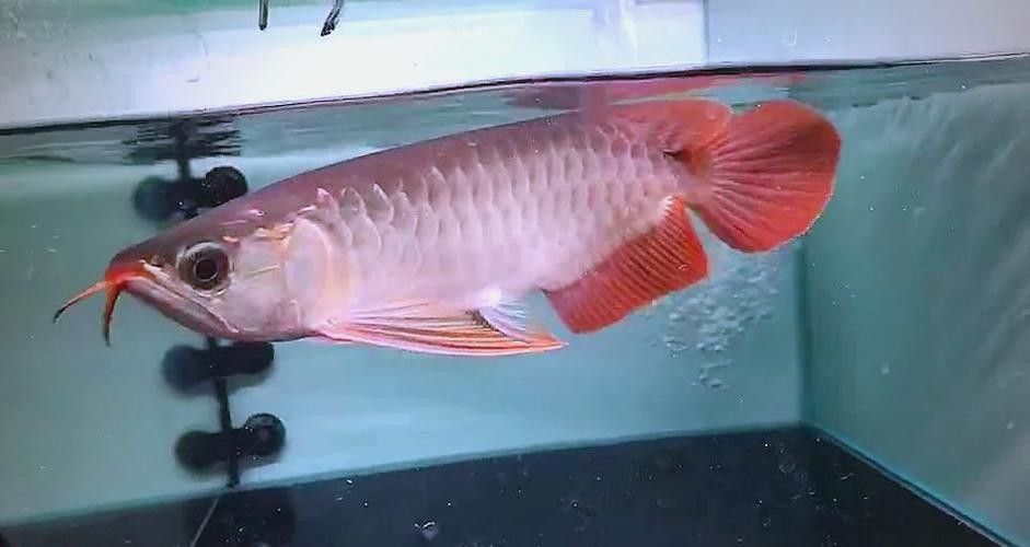 龍魚(yú)可以吃哪些水果？：20-30公分龍魚(yú)飼養(yǎng)技巧與注意事項(xiàng) 龍魚(yú)可以吃哪些水果？：20-30公分龍魚(yú)飼養(yǎng)技巧與注意事項(xiàng) 龍魚(yú)百科 第10張