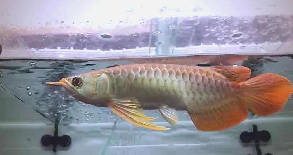 龍魚(yú)可以吃哪些水果？：20-30公分龍魚(yú)飼養(yǎng)技巧與注意事項(xiàng) 龍魚(yú)可以吃哪些水果？：20-30公分龍魚(yú)飼養(yǎng)技巧與注意事項(xiàng) 龍魚(yú)百科 第13張