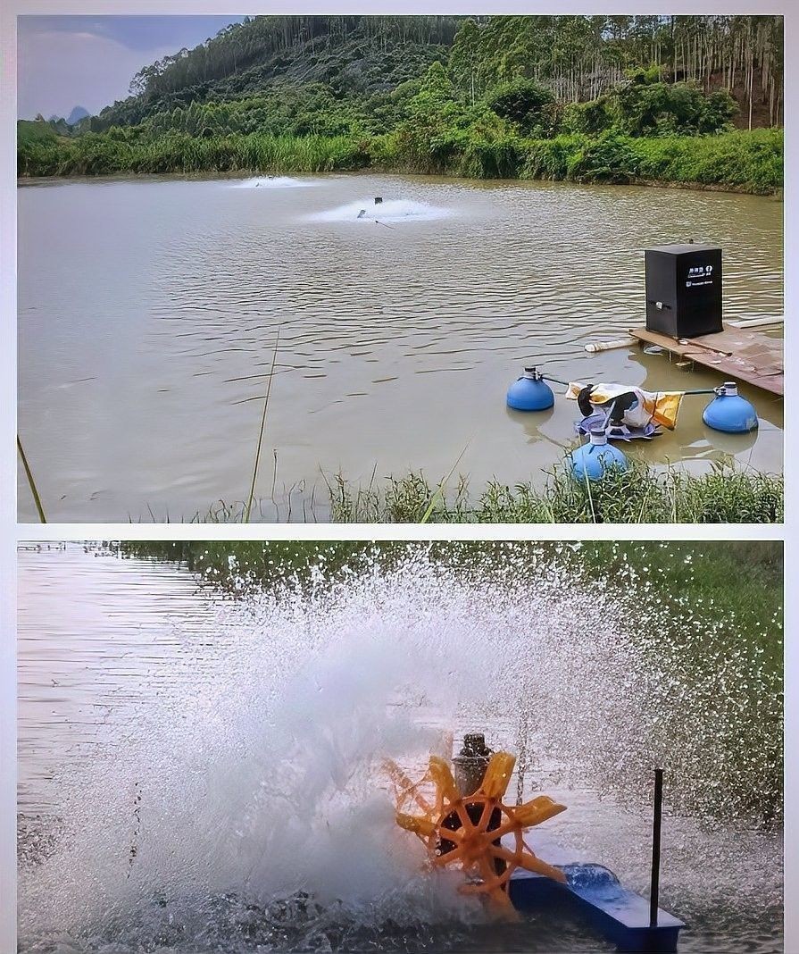 如何預防龍魚頻繁浮頭？：如何防止龍魚頻繁浮頭